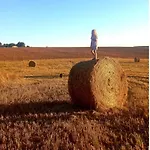 Beloesieje